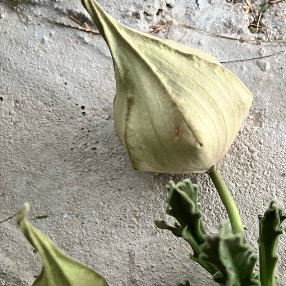 Star-Shaped Succulent - Stapelia Gigantea - Picture 7 of 11